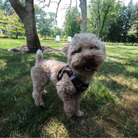 Meet your Posher, Caro - Picture 6 of 7